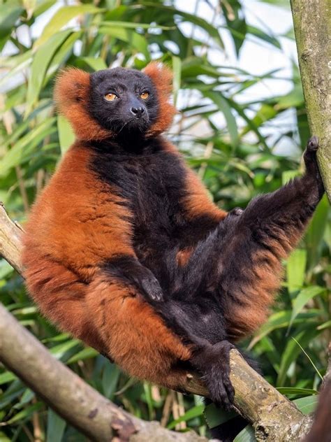 Red Ruffed Lemur Varecia Rubra New England Primate Conservancy