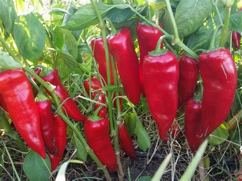 Paprika Bela Roga Stare Sorte Semena