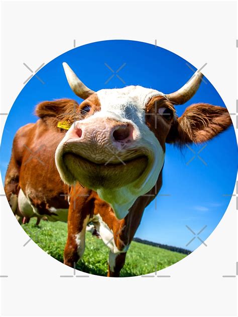 Funny Cow Meme Sticker For Sale By Macpavel Redbubble