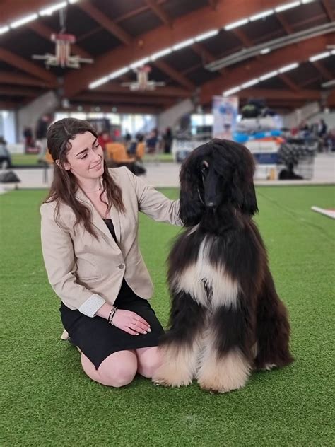 Qualification Crufts 2024 Société Centrale Canine