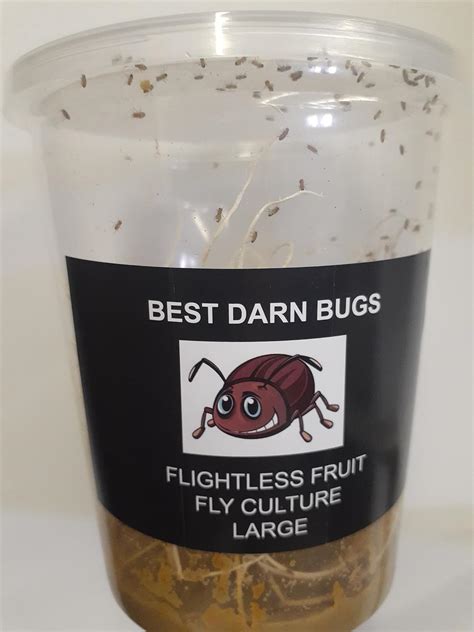 Amazon Flightless Fruit Fly Culture Melanogaster Freshly