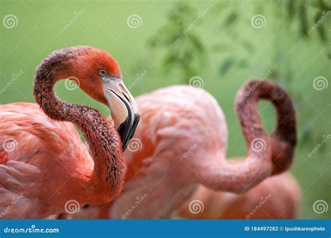 American Flamingo Phoenicopterus Ruber Also Known As The Caribbean