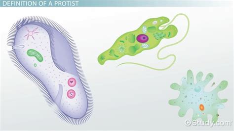 Protists Locomotion Overview And Methods Lesson