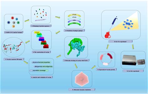 Frontiers Design Of A Recombinant Multivalent Epitope Vaccine Based