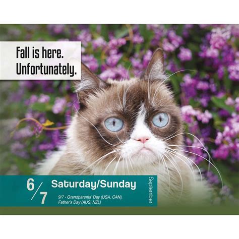 2025 Grumpy Cat Calendar Ailis Halimeda