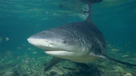 Wildlife Officials Assure Citizens That Alleged Lake Shark Threat Isnt