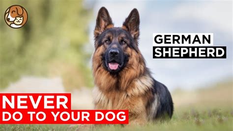 Things You Should Never Do To German Shepherd Youtube