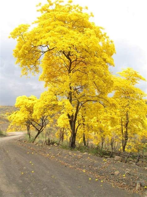 Araguaney Nuestro Rbol Nacional Venezuela Unique Trees Colorful Trees