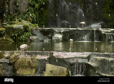 Kuala Lumpur Bird Park In Malaysia Stock Photo Alamy