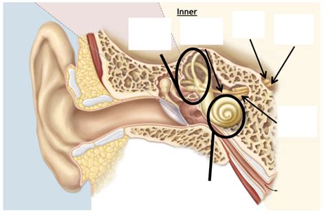 Diagram Of Inner Ear Structure Quizlet