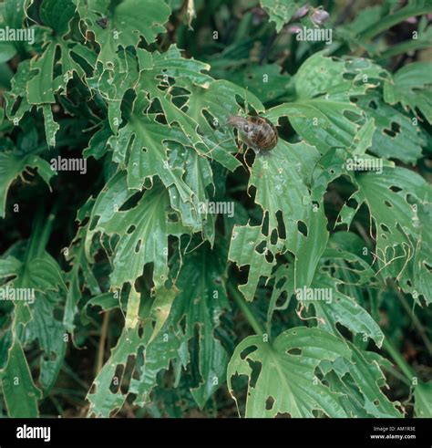 Garden Snail Cornu Aspersum Slug Snail Damage To Hosta Spp Leaves Stock