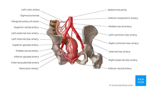 [DIAGRAM] External Iliac Artery Diagram - MYDIAGRAM.ONLINE