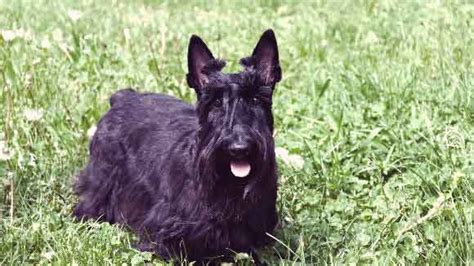 Scottie Cramp Symptoms and Treatment | PetCareRx