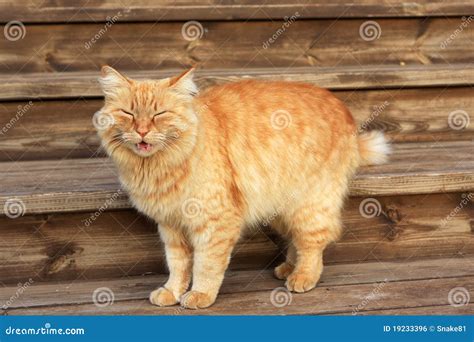 Angry Cat Stock Photo Image Of Funny Animal Furry 19233396