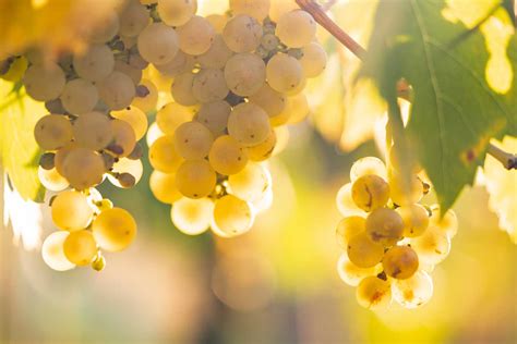 White Grapes in Vineyard Free Photo by picjumbo