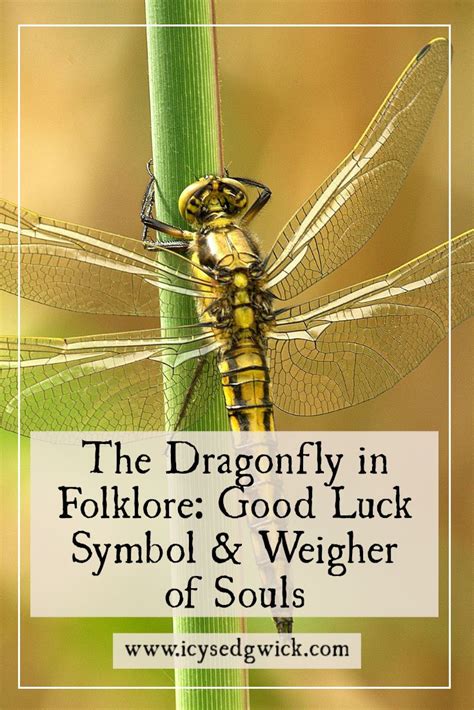 The Dragonfly In Folklore Good Luck Symbol Weigher Of Souls Good