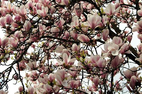 Magnolien Blumen Blüte Kostenloses Foto auf Pixabay