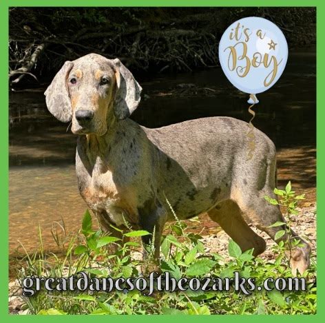 AKC Blue Merle Tanpoint Male Great Dane Great Dane Puppies For Sale