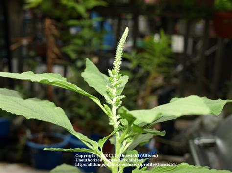 Amaranthus Retroflexus Seed