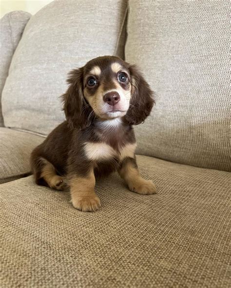 Long Haired Mini Dachshund All Dachshund