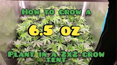 How To Grow A 65 Oz Plant Inside Of A 2x2 Grow Tent Step By Step Marshydrofc 3000 Youtube