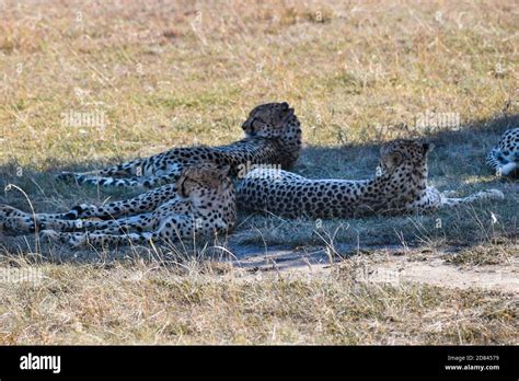 group of cheetahs in the savannah Stock Photo - Alamy