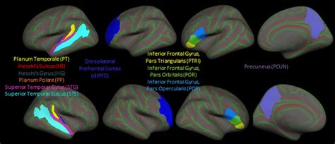 The 11 Regions Of Interest ROIs Chosen For This Study From These