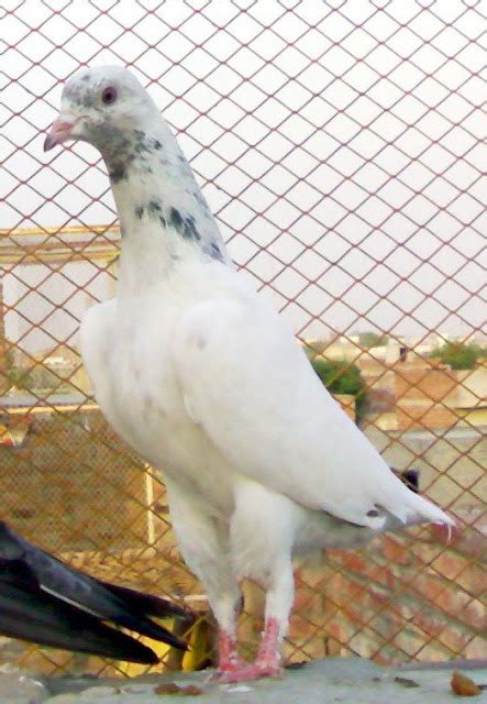 Pakistani Very High Flying Pigeons Pigeons Pics Latest Pigeons