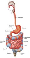 15 Helicobacter Pylori And Gastric Disease Flashcards Quizlet