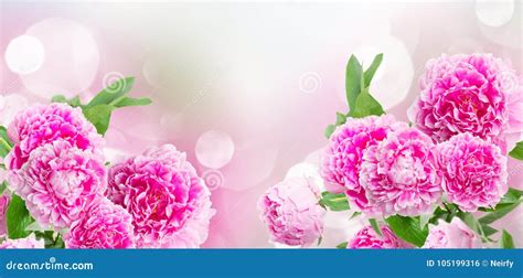 Pink Peonies Border Stock Photo Image Of Green Flora 105199316