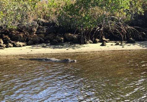 Naples Fl Seekuh Delfin Und Inseln Kreuzfahrt Bei