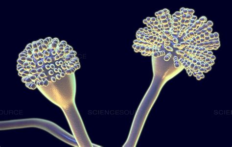 Natural Treatment for Aspergillus Fumigatus