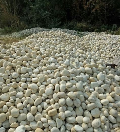 Stone Round Off White River Pebble For Deck At Rs 20 Kg In Mumbai ID