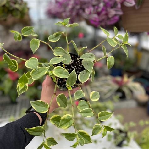 Variegated Cupid Peperomia Compact And Striking