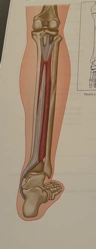 Posterior Compartment Of The Leg Deep Layer Flashcards Quizlet