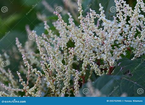 Fallopia Japonica Japanese Knotweed Flowers Stock Image Image Of