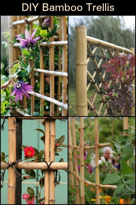 100 Wonderful Diy Bamboo Trellis The Owner Builder Network Bamboo