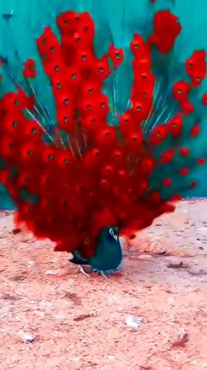 Beautiful Peacock Dance 🦚🦚 Shortsfeed Peacock Youtube