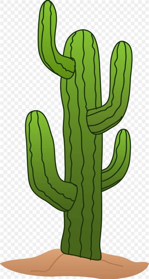 Cactaceae Saguaro Desert Clip Art Png X Px Cactaceae Blog