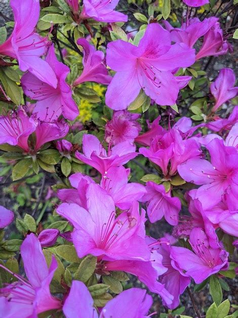 Flores Moradas Al Sol Foto Premium