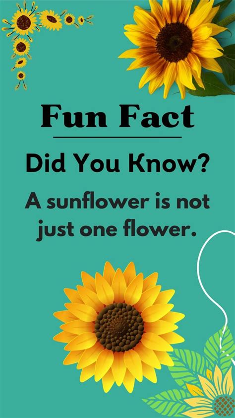 Fact For The Day Did You Know Facts Daily Interesting Facts Facts