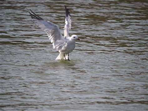 Audouin S Gull Birds Albufeira Free Photo On Pixabay Pixabay