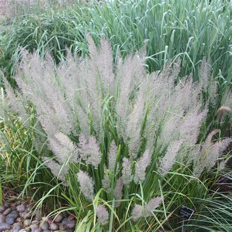 Buy Korean Feather Reed Grass Calamagrostis Brachytricha Delivery By Waitrose Garden In