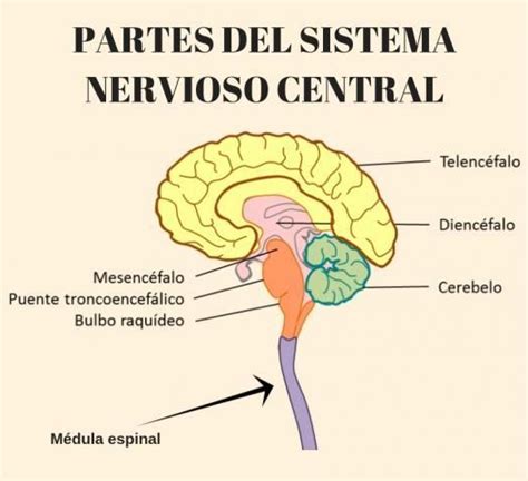 Sistema Nervioso Central