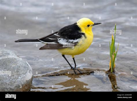 Citrine Wagtail Motacilla Citreola Ladakh Jammu And Kashmir India