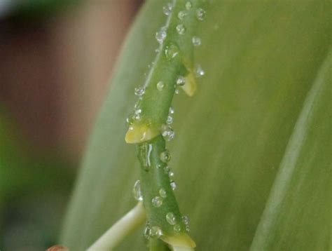 häufigsten Orchideen Pflege Krankheiten und wie sie richtig zu