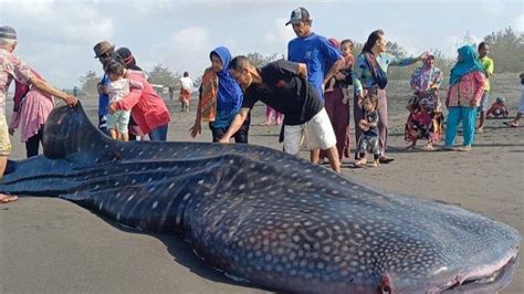 Hiu Paus Sepanjang 7 Meter Mati Terdampar Di Pantai Selatan Purworejo