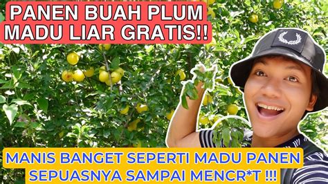 PANEN BUAH PLUM CHERRY MADU MANIS BANGET GAK KETULUNGAN GRATIS HANYA