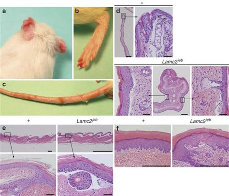 Gross And Histological Lesions Seen In 6 Month Old Download Scientific Diagram