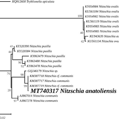 Maximum Likelihood Phylogeny Inferred From An Alignment Of 21 Partial